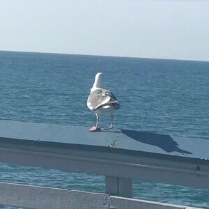 Meet your Posher, Flor